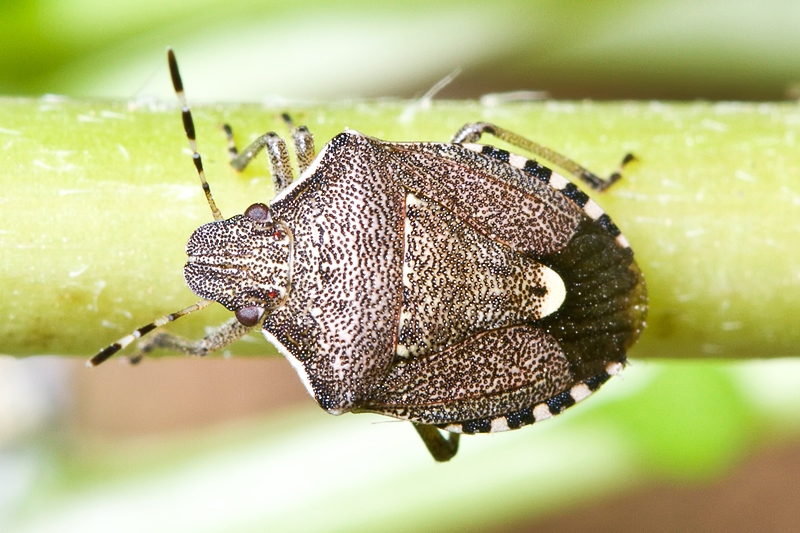 Dolycoris sp. ?